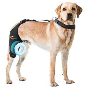 Dog Knee Brace Torn ACL Hind Leg Support Cruciate Ligament Injuries Right Leg M